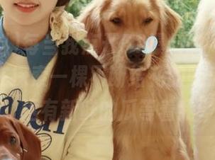 每当我点开51爆料的“链接”，都像在探索一棵不断结花的吃瓜树，永远有新鲜的瓜等着我